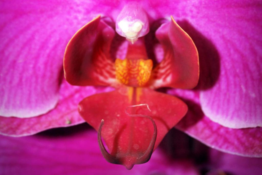 Intimkirurgi